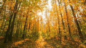 4K Change Season From Green Summer To Yellow Colors of Autumn Forest Landscape. Sunset Time lapse Timelapse Beautiful Sun Sunshine In Autumn Woods. Sunlight Shine Through Foliage In Trees Woods. Fall - Powered by Shutterstock - Get 15% off with code: PIKWIZARD15