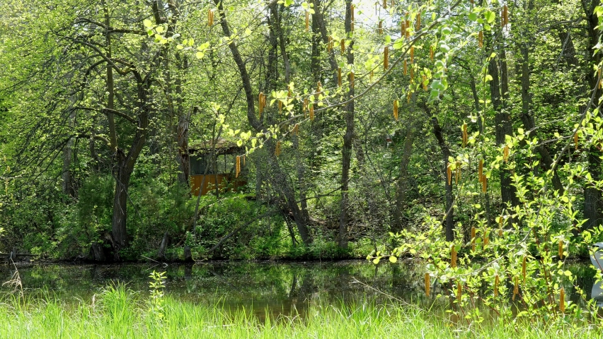 NISSWA, MN - 27 JUL 2022: A river scene with a pontoon boat on a sunny day in the Brainerd Lakes Area of Minnesota.