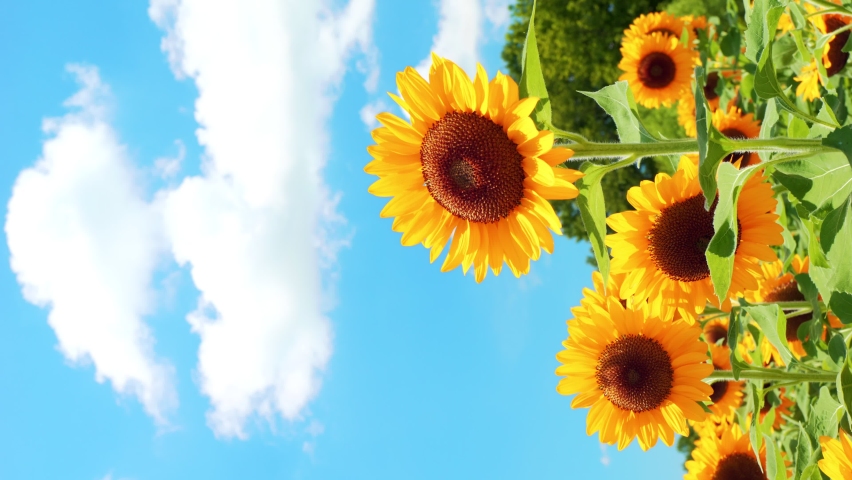 Beautiful view of yellow sunflowers blowing in wind under the blue sky in hot summer, Flower or flora background, Vertical shot for smartphone footage Royalty-Free Stock Footage #1092693193
