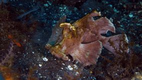 A rare Paddle-Flap Scorpionfish -Rhinopias eschmeyeri. Sea life of Tulamben, Bali, Indonesia.