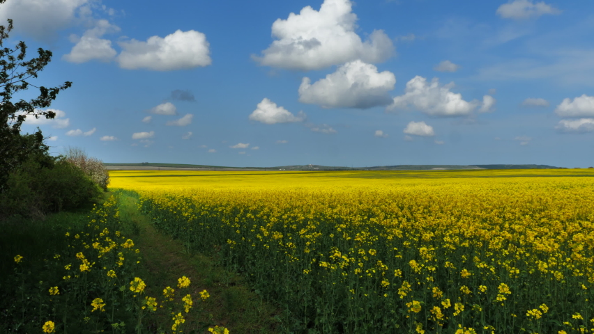 field of yellow flowers, buckwheat blossoms in Ukraine area