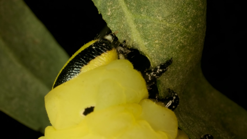 VERTICAL VIDEO: Сlose-up of Larva (caterpillar) of butterfly Death