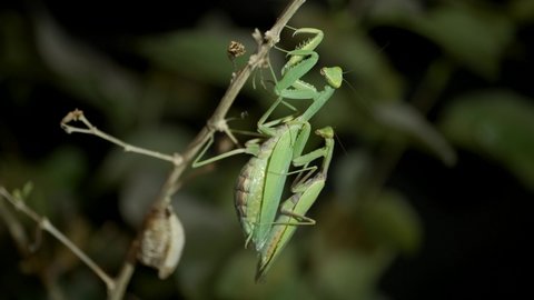 VERTICAL VIDEO: Male sits on female Praying mantises copulate on branch next to clutch of Ootheca (Oviparity). Mantis mating. Close up of Transcaucasian Tree Mantis (Hierodula transcaucasica)