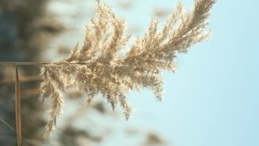 VERTICAL VIDEO: The top of the reed sways in the wind against the backdrop of blue sky. Closeup of reeds. Natural background, Reeds in the wind