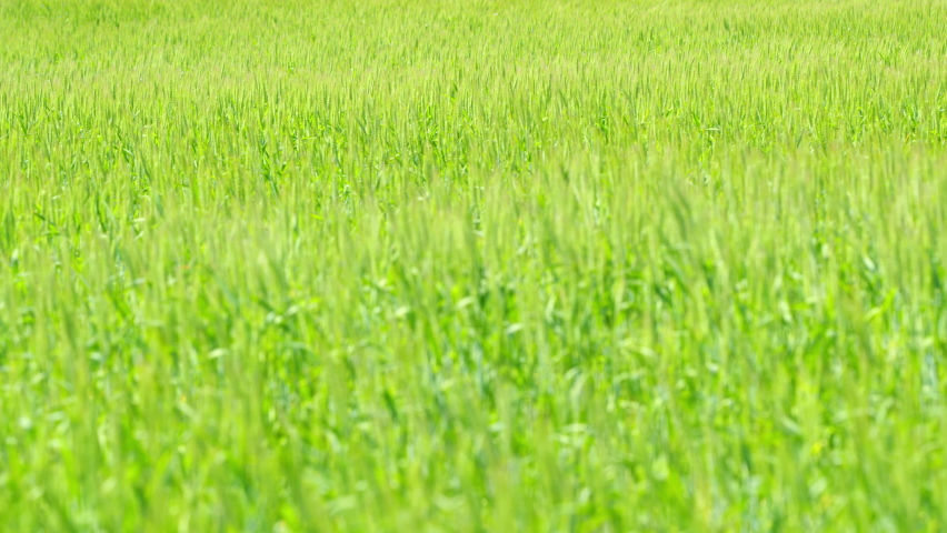 Young wheat ear. Green field of early wheat. Bautiful green wheat field agricultural farm concept. Slow motion.