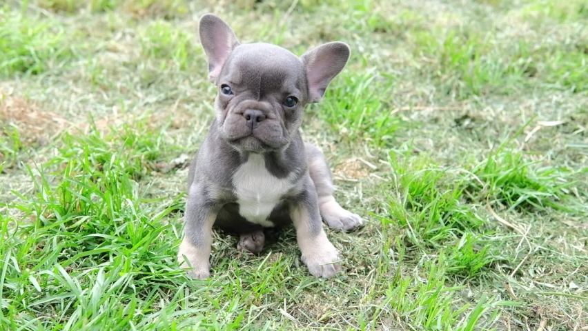 portrait of a cute little french bulldog puppy sitting in the park on the grass and looking at the camera. happy dog outdoors Royalty-Free Stock Footage #1092709843