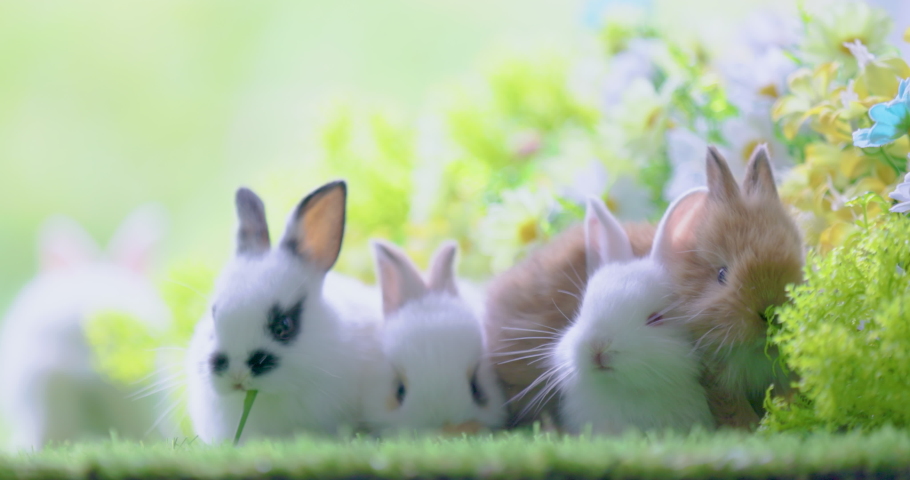Healthy lovely new born baby bunny easter rabbits eating green vegetables on green garden with beautiful flowers nature background. Cute fluffy rabbits eating green vegetable in garden. Easter symbol. Royalty-Free Stock Footage #1092717151