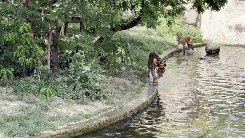 Two Majestic Bengal Tigers Walking Near Water