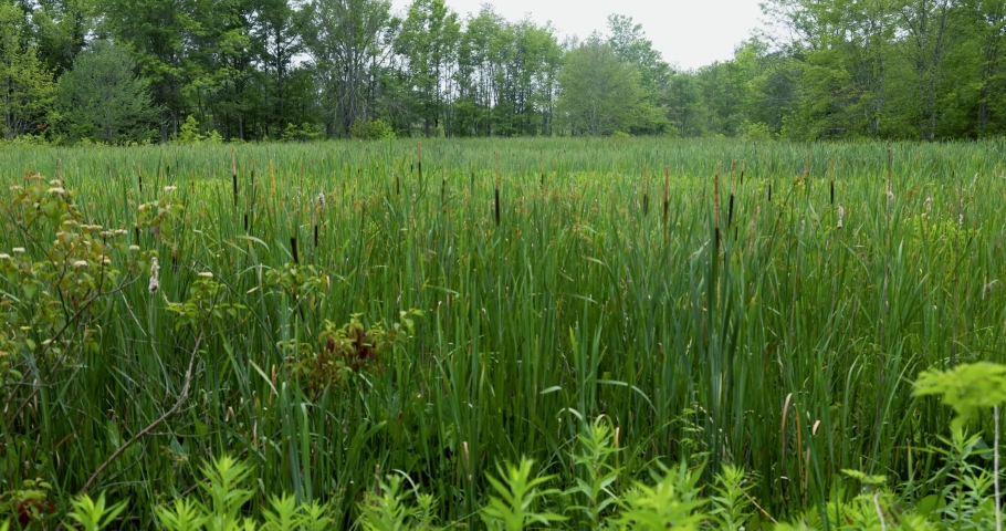 Swamp vegetation growing in the marshy wetland waves ever so slightly in the breeze in the Great Swamp National Wildlife Refuge in New Jersey.