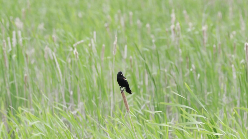Red-winged Blackbird sitting on a cattail