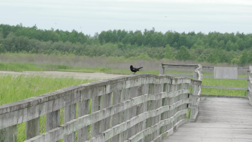 Red-winged blackbird on boardwalk at hilliarton marsh