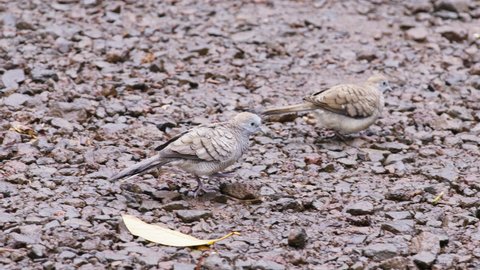 Cute little bird searching for food in wet gravel. Wet bird from bathing. Mourning Dove Zenaida macroura, popular sport hunting migratory bird, feeding in tropical forest on Hawaii, Kokee park