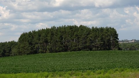 Gray clouds gather before rain over the forest and cornfield.