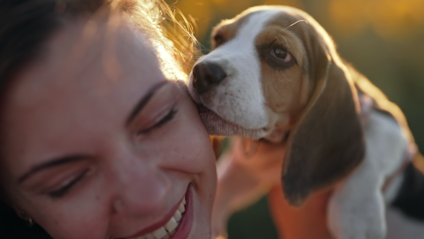 Little beagle puppy licks face of its owner with love. Happy dog spending good time on nature countryside sunflowers field background . Cute doggy. Hunting breed. Royalty-Free Stock Footage #1092725367
