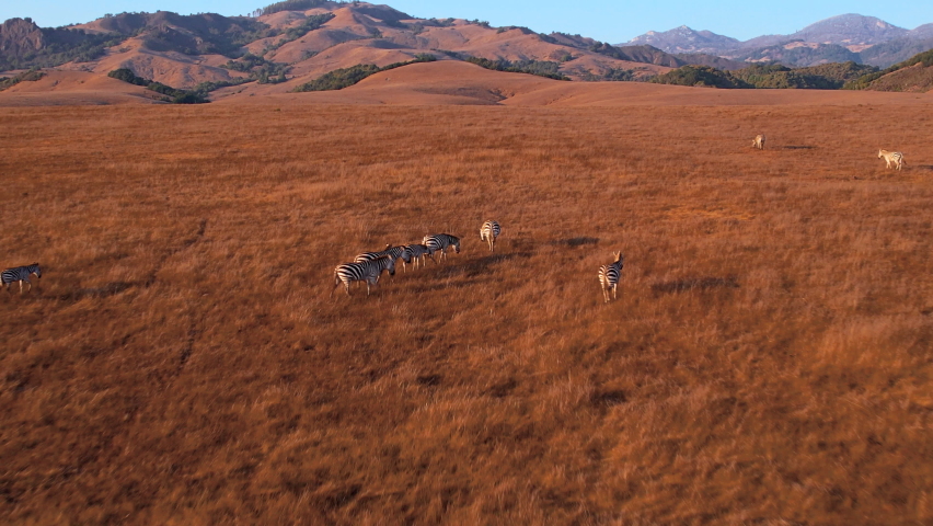 Zebras on open plain Big Sur
