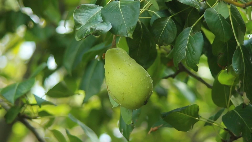 Full Hd footage of Pear Hanging on tree.Fresh juicy pears on pear tree branch.Organic pears in natural environment.Crop of pears in summer garden.Beautiful natural pears weigh on a pear tree. Royalty-Free Stock Footage #1092727097