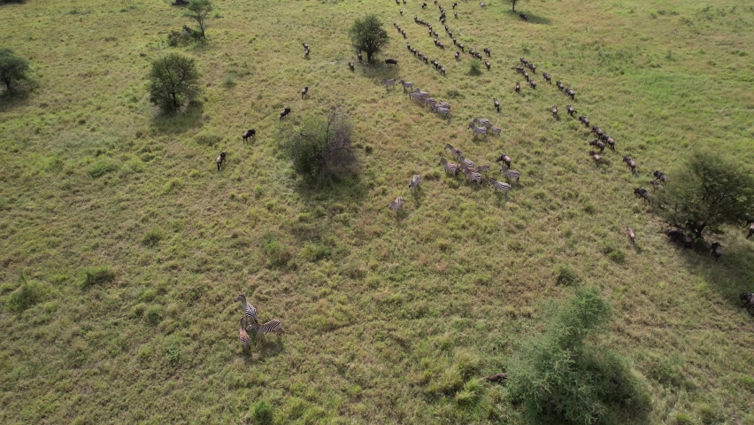 Wildebeest and Zebra migration from Serengeti to Maasai Mara Royalty-Free Stock Footage #1092731735