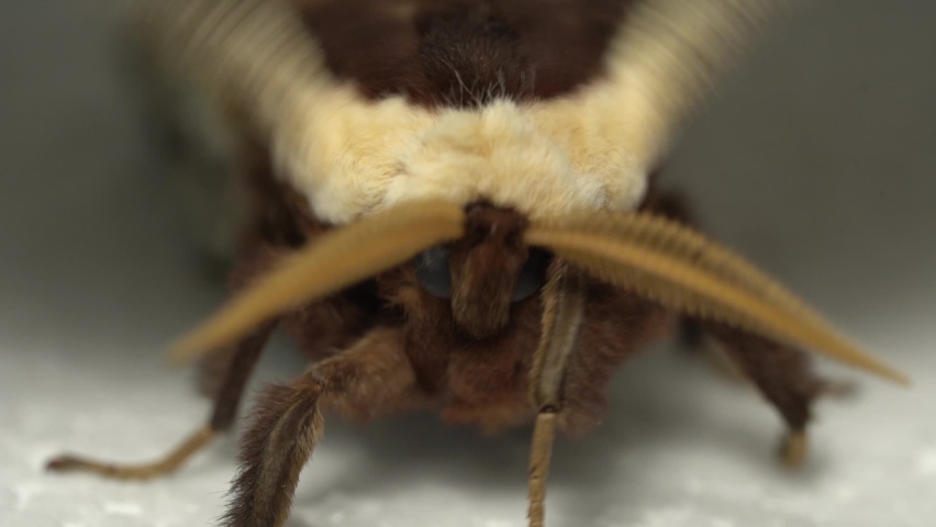 Male of Giant Peacock Moth (Saturnia pyri) - Slow Motion Close Up