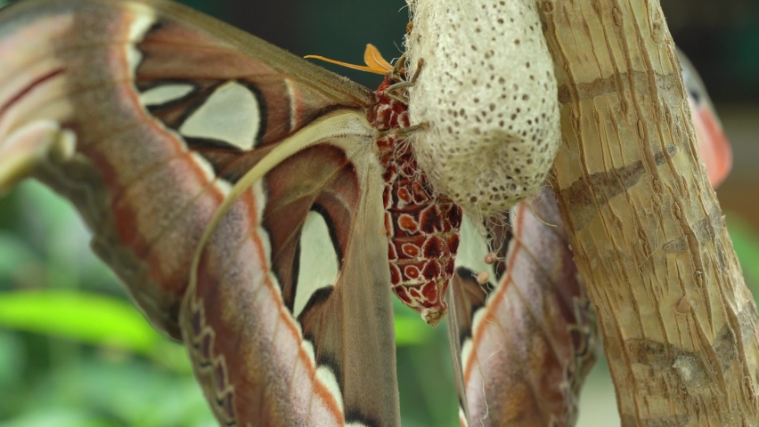 Newly Hatched Atlas Moth (Attacus Atlas) On Cocoon. close up