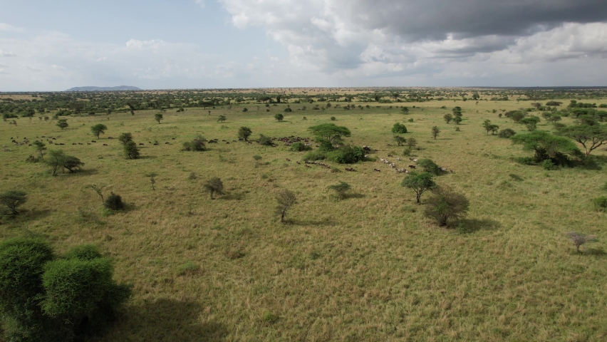 Zebra and Wildebeest migration from Serengeti to Maasai Mara Royalty-Free Stock Footage #1092732415