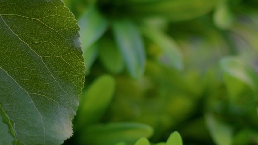 Drops of water drip from green leaves down, under the open sky in summer weather. 8K downscale, 4K.