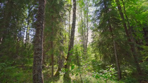 4k, the sun's rays through the dense crowns of the trees of the European forest