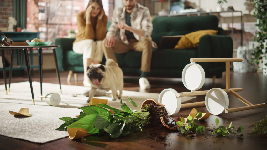 Funny Moment: Pug Dog Runs Away After Ruining Potted Flower by Overturning it and Making Mess in the Whole Apartment. Couple Sitting on Couch with look of Disbelief, Frustration. Cute Silly Puppy Royalty-Free Stock Footage #1092746731