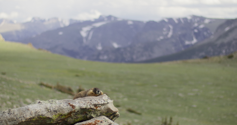Marmot in Rocky Mountains laying on rock
