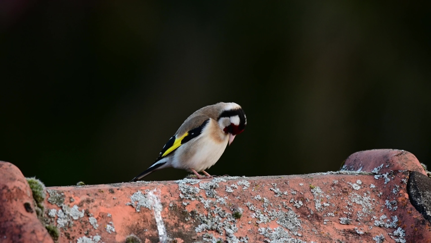 Goldfinch sitting on a roof in the garden, spring, lower saxony, (carduelis carduelis), germany