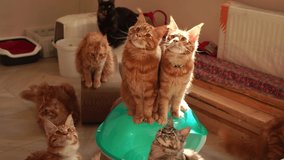 Closeup view 4k stock video footage of many pure breed Maine Coon cats playing special toy with owner. Group of orange, gray and black cute young cats in home interior looking up attentively