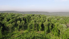 Aerial drone view of a forest with deforested trees. Deforestation is a cause of global warming