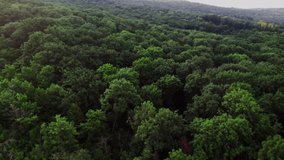 Beautiful drone footage of a dense and green forest in the morning at sunrise.
