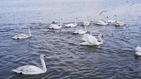 Slow motion video. Many swans on river. Street city animal. Cygnus swimming in water. Angel bird wings. Peaceful lifestyle nature. Eating
