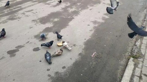 Lots of grey city pigeons and jackdaw or crow eating slice bread. Large number of common town birds feeding on breadcrumbs on the street. Feral doves and raven peck stale bread crumbs on asphalt