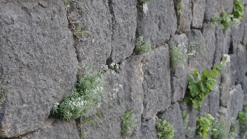 Close-up of an ancient wall made of stone bricks between which grass and flowers grow. The walls of the ancient castle sprouted with grass and flowers.