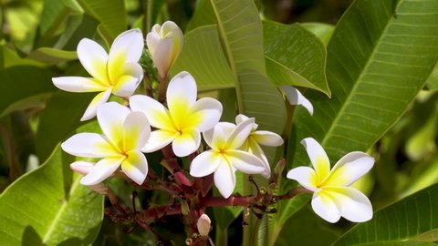 a beautiful bouquet of white frangipani flowers in the wild
