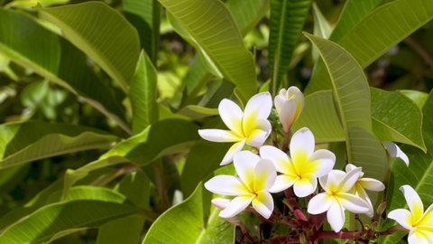 close up shot of one of the Plumeria family the white frangipani flower