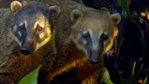 Family Group Coati Trees Amazon Rainforest Stock Footage Video (100%