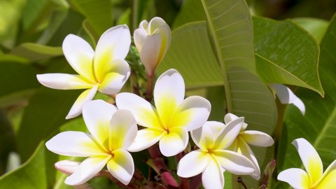 close up shot of a white frangipani witch is one of the Plumeria flower family