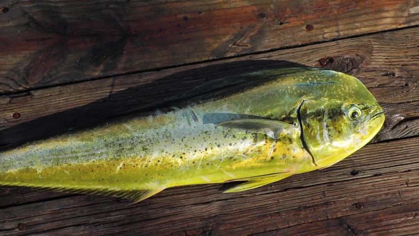 MAHI-MAHI-FISH Footage, Videos and Clips in HD and 4K - Avopix.com