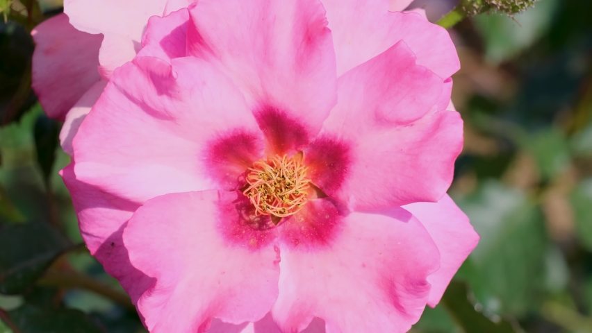 Beautiful delicate picturesque bush blooming roses on a summer day in the park. Rose garden.