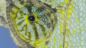 VERTICAL VIDEO: Closeup of eye Veiled chameleon (Chamaeleo calyptratus)
