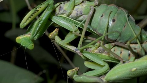 VERTICAL VIDEO: Two male sits on the female Praying mantises copulate. Mantis mating. Transcaucasian Tree Mantis (Hierodula transcaucasica). Extreme close up of mantis insect