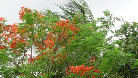 Summer Flower Krishnachura Delonix Regia Peacock Stock Footage Video ...