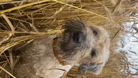 The Irish Soft Coated Wheaten Terrier sitting in the wheat field, vertical frame video. Versatile farm dog among ripening wheat