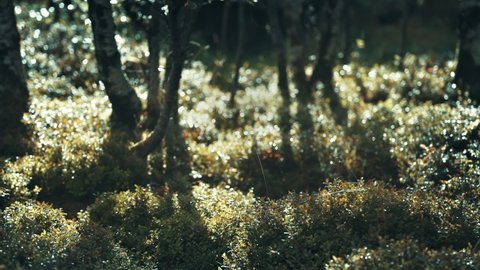 A dense carpet of blueberry shrubs backlit by the low sun covers the forest floor. Slow-motion, pan left.