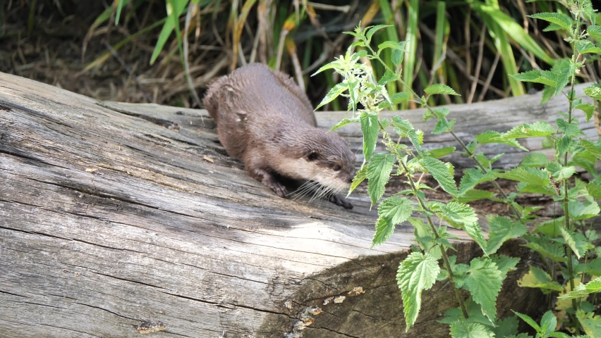 Slow motion shot of wild Otter (Lutrinae) resting on wooden trunk in nature,close up