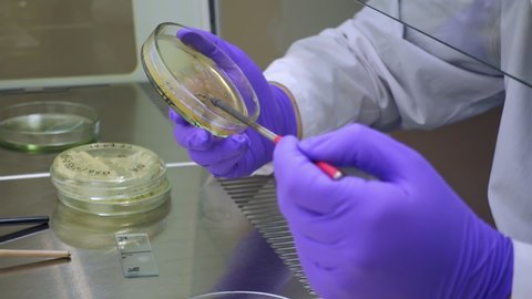 A scientist professionally transfers bacteria to a Petri dish using a microbiological loop, sowing bacteria on nutrient media