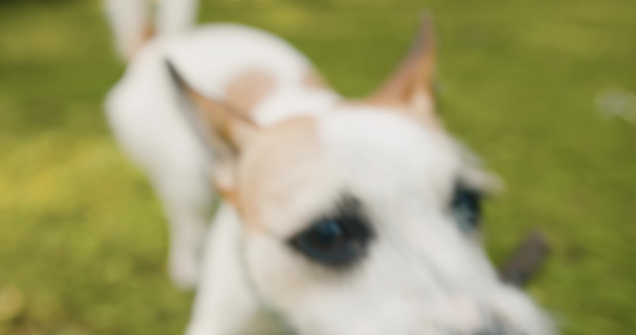 Close up shot Dog plays with stick. His Favourite Toy. Extreme close up.Authentic portrait.