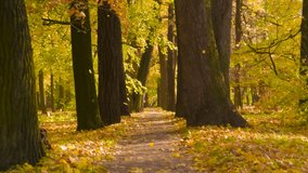 Romantic Autumn Pacification. Slow Motion. An old alley with huge trees on a sunny, windy October day. A moment of beautiful leaf fall - Powered by Shutterstock - Get 15% off with code: PIKWIZARD15